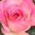 Ružičasta - Floribunda ruže - Bordure Rose